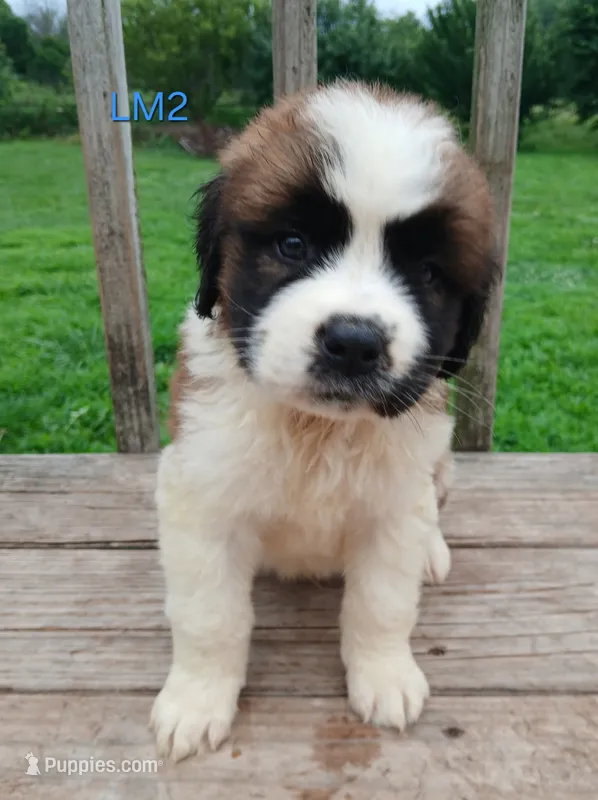 L. Male 2 – Saint Bernard puppy for sale in Topeka, KS