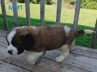 M. Male 1 HOLD, a male Saint Bernard for sale in Topeka, KS – 6 of 8