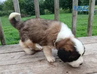 M. Male 2 HOLD, a male Saint Bernard for sale in Topeka, KS – 3 of 10