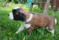 M. Female 2, a female Saint Bernard for sale in Topeka, KS – 6 of 7