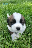 L. Male 1, a male Saint Bernard for sale in Topeka, KS – 4 of 6