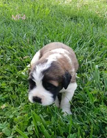 M. Female 4 HOLD, a female Saint Bernard for sale in Topeka, KS – 6 of 9