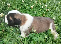 Female 2, a female Saint Bernard for sale in Topeka, KS – 3 of 4
