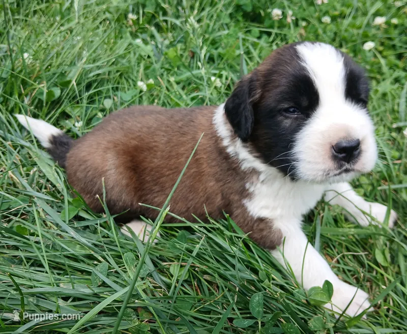 Male 4 – Saint Bernard puppy for sale in Topeka, KS
