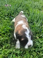M. Female 4 HOLD, a female Saint Bernard for sale in Topeka, KS – 9 of 9