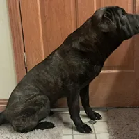 Brindle Female, a female Chinese Shar-Pei and English Mastiff for sale in Topeka, KS – Photo 3 of 7