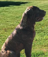 Brindle Female, a female Chinese Shar-Pei for sale in Topeka, KS – 2 of 10
