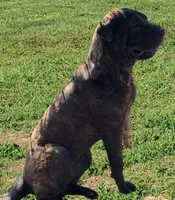Brindle Female, a female Chinese Shar-Pei for sale in Topeka, KS – 3 of 10