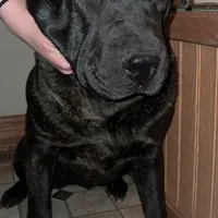 Brindle Female, a female Chinese Shar-Pei and English Mastiff for sale in Topeka, KS – Photo 4 of 7