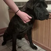 Brindle Female, a female Chinese Shar-Pei and English Mastiff for sale in Topeka, KS – Photo 7 of 7