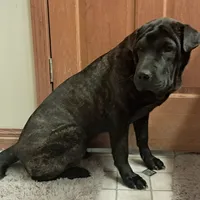 Brindle Female, a female Chinese Shar-Pei and English Mastiff for sale in Topeka, KS – Photo 6 of 7