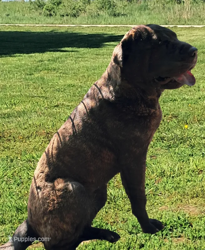 Brindle Female – Chinese Shar-Pei puppy for sale in Topeka, KS