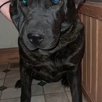 Brindle Female, a female Chinese Shar-Pei and English Mastiff for sale in Topeka, KS – Photo 1 of 7