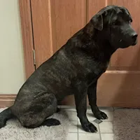 Brindle Female, a female Chinese Shar-Pei and English Mastiff for sale in Topeka, KS – Photo 2 of 7