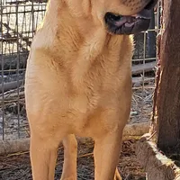 Tan Female, a female Chinese Shar-Pei and English Mastiff for sale in Topeka, KS – Photo 2 of 6