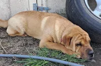Tan Female, a female Chinese Shar-Pei and English Mastiff for sale in Topeka, KS – Photo 3 of 8
