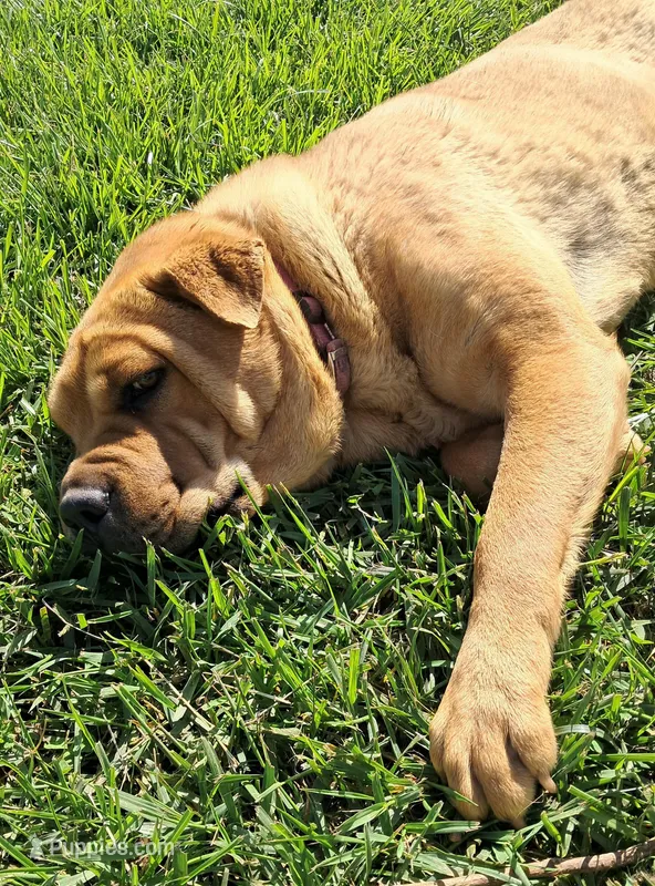 Tan Female – Chinese Shar-Pei puppy for sale in Topeka, KS