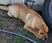 Tan Female, a female Chinese Shar-Pei and English Mastiff for sale in Topeka, KS – Photo 4 of 8