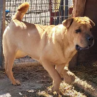 Tan Female, a female Chinese Shar-Pei and English Mastiff for sale in Topeka, KS – Photo 4 of 6