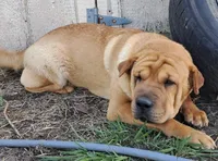 Tan Female, a female Chinese Shar-Pei and English Mastiff for sale in Topeka, KS – Photo 2 of 8