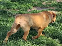 Tan Female, a female Chinese Shar-Pei and English Mastiff for sale in Topeka, KS – Photo 6 of 8