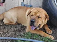 Tan Female, a female Chinese Shar-Pei and English Mastiff for sale in Topeka, KS – Photo 5 of 8