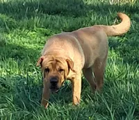 Tan Female, a female Chinese Shar-Pei and English Mastiff for sale in Topeka, KS – Photo 8 of 8