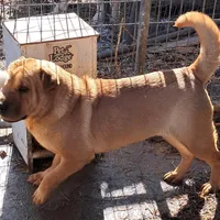 Tan Female, a female Chinese Shar-Pei and English Mastiff for sale in Topeka, KS – Photo 5 of 6