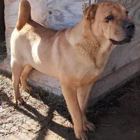 Tan Female, a female Chinese Shar-Pei and English Mastiff for sale in Topeka, KS – Photo 6 of 6
