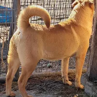 Tan Female, a female Chinese Shar-Pei and English Mastiff for sale in Topeka, KS – Photo 3 of 6