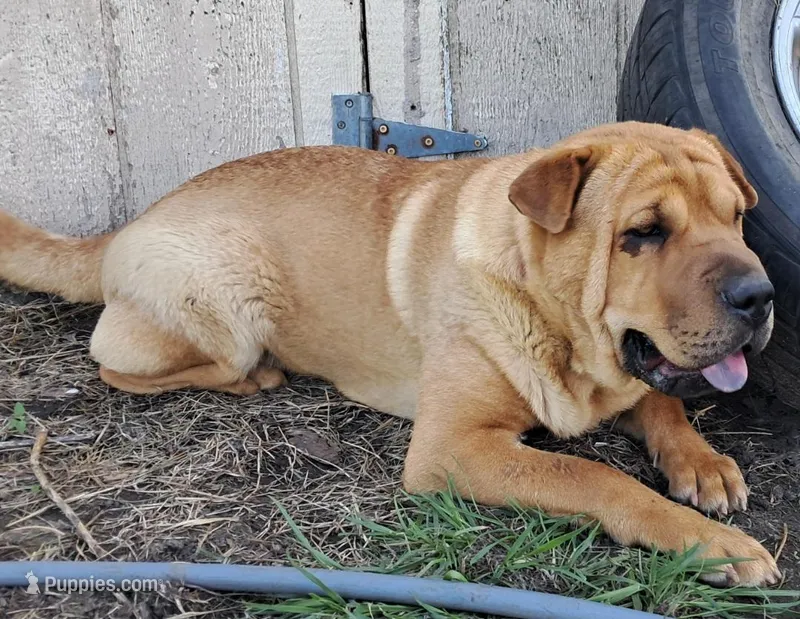 Tan Female, a female Chinese Shar-Pei and English Mastiff for sale in Topeka, KS – Photo 1 of 8