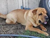 Tan Female, a female Chinese Shar-Pei and English Mastiff for sale in Topeka, KS – Photo 1 of 8
