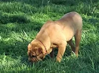 Tan Female, a female Chinese Shar-Pei and English Mastiff for sale in Topeka, KS – Photo 7 of 8