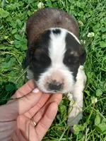 M. Male 2, a male Saint Bernard for sale in Topeka, KS – 2 of 4