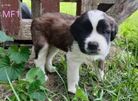 L. Female 1, a female Saint Bernard for sale in Topeka, KS – 7 of 8