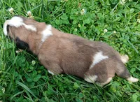 Female 3, a female Saint Bernard for sale in Topeka, KS – 3 of 3