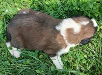 M. Male 1, a male Saint Bernard for sale in Topeka, KS – 2 of 2