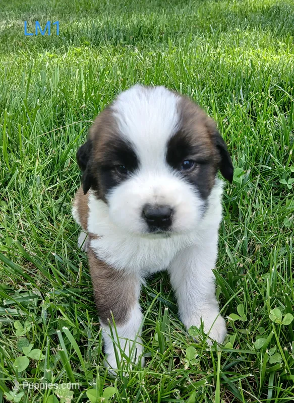 L. Male 1 – Saint Bernard puppy for sale in Topeka, KS