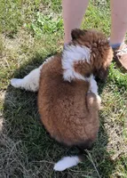 M. Female 2, a female Saint Bernard for sale in Topeka, KS – 5 of 9