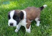 L. Male 5 HOLD, a male Saint Bernard for sale in Topeka, KS – 2 of 6