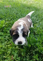 M. Female 4 HOLD, a female Saint Bernard for sale in Topeka, KS – 4 of 9