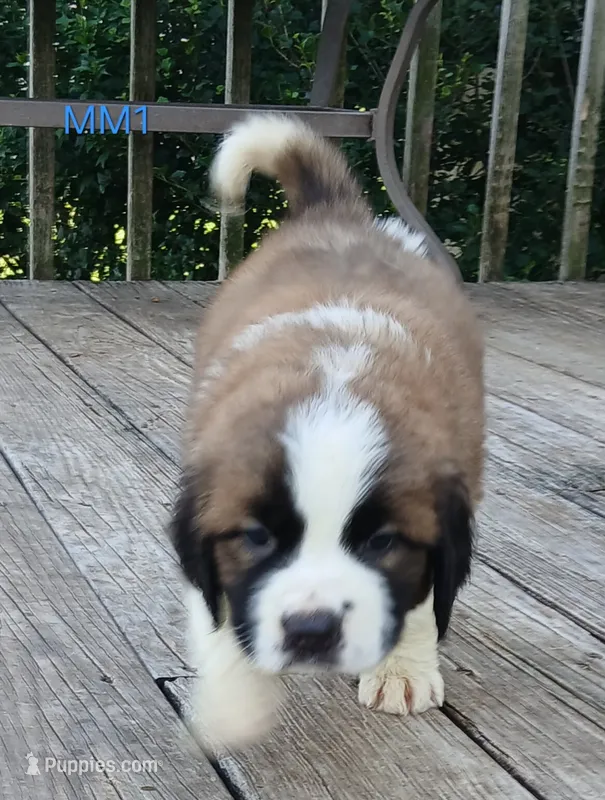 M. Male 1 – Saint Bernard puppy for sale in Topeka, KS