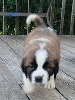 M. Male 1 HOLD, a male Saint Bernard for sale in Topeka, KS – 1 of 8