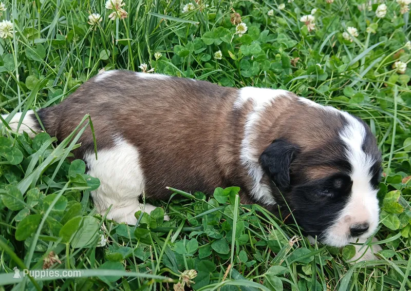 Female 4 – Saint Bernard puppy for sale in Topeka, KS