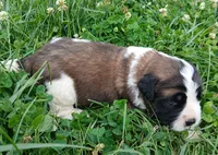 Female 4, a female Saint Bernard for sale in Topeka, KS – 1 of 3