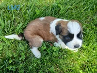 L. Male 2, a male Saint Bernard for sale in Topeka, KS – 6 of 6