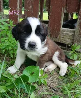 M. Female 2, a female Saint Bernard for sale in Topeka, KS – 4 of 7