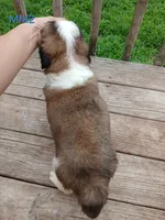 M. Male 2 HOLD, a male Saint Bernard for sale in Topeka, KS – 6 of 10