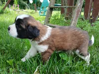 L. Female 1, a female Saint Bernard for sale in Topeka, KS – 8 of 8