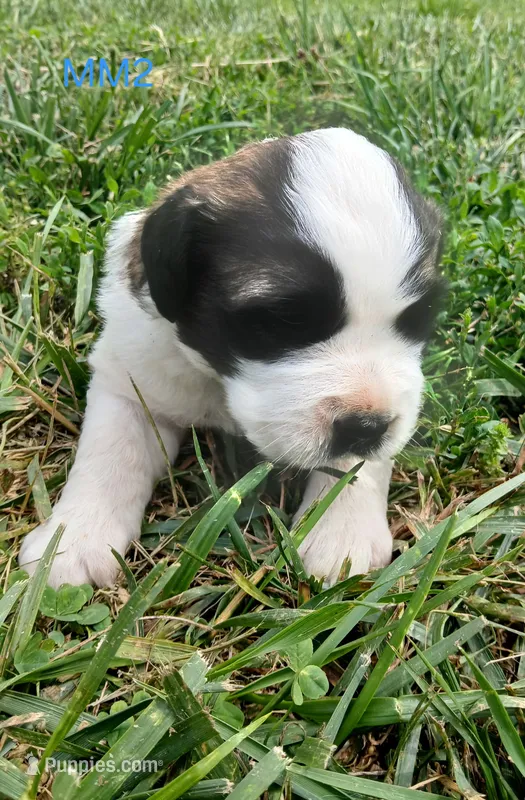 M. Male 2 – Saint Bernard puppy for sale in Topeka, KS